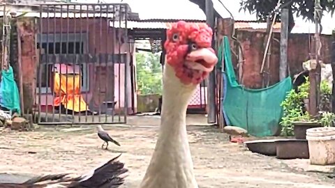 Monster goose asking for food