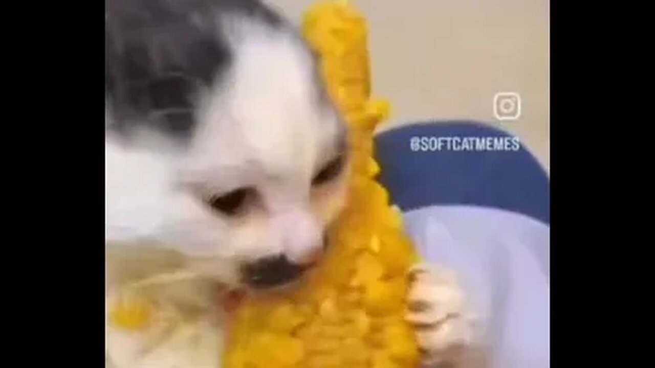 Corn baby