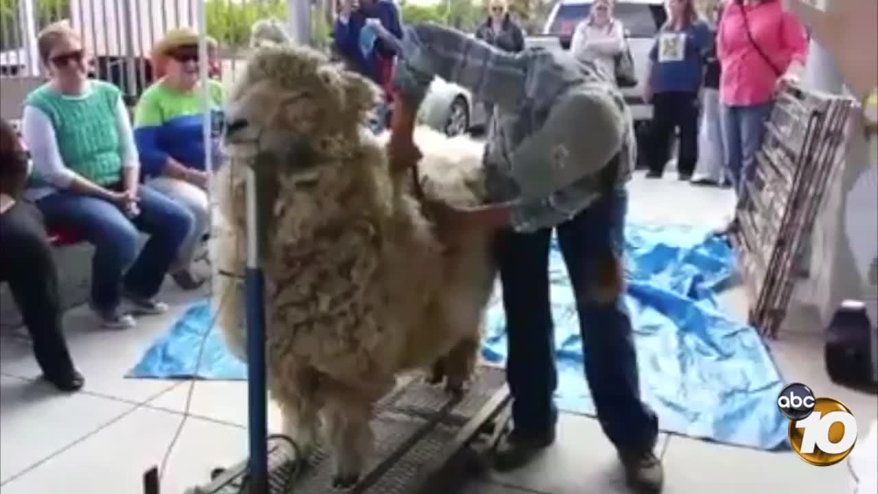 Sheep to be sheared for global competition
