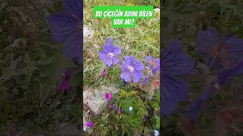 SİZCE BU ÇİÇEĞİN ADI NE?
