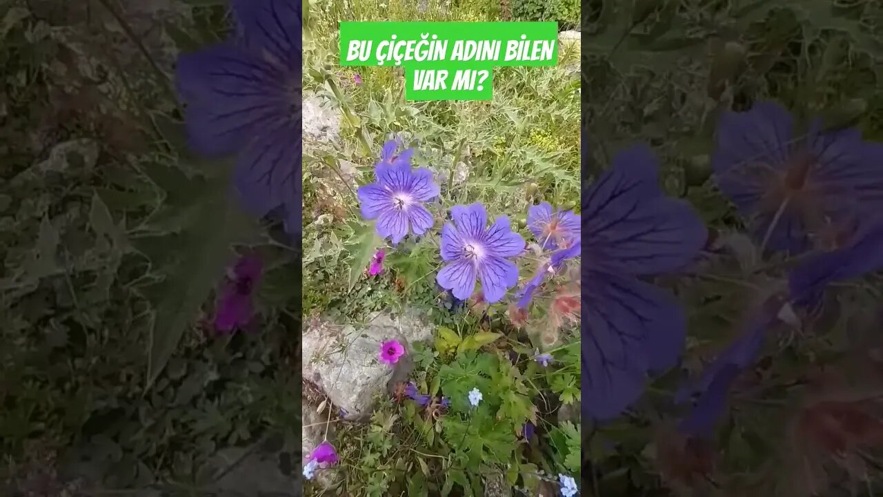SİZCE BU ÇİÇEĞİN ADI NE?