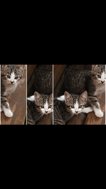 Beautiful cat Meow Sound beautiful sound