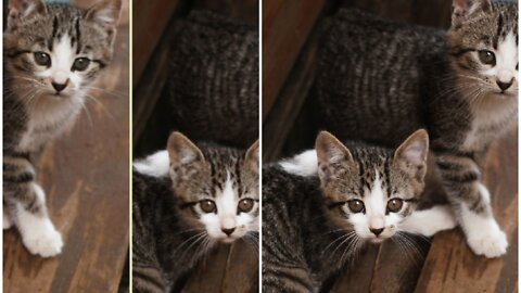 Beautiful cat Meow Sound beautiful sound