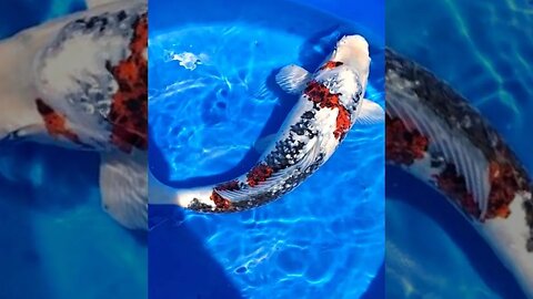 Beautiful Japanese Ginrin Sanke koi #shorts