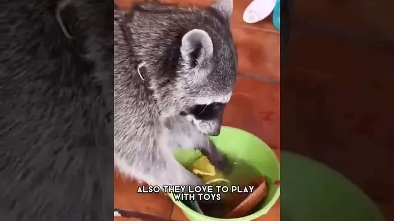 Raccoon 🦝🦝 One Alternative Animal To have As a pet #shorts
