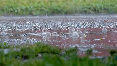 Tune out with rain hitting the ground background ambience | Rain & Weather Ambient Sounds.