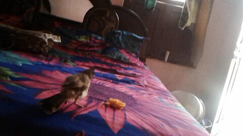 my cute bulbul