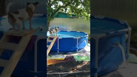 #shorts Смешные Собаки Из Тик Тока 206 Funny Dogs From Tiktok