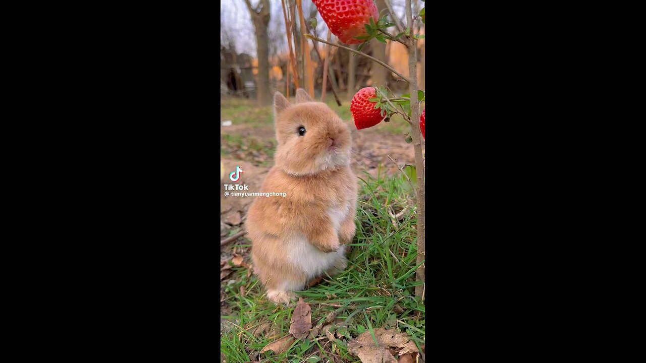 funny animals 🤣