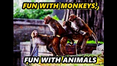 FUN WITH MONKEYS, FUN WITH ANIMALS