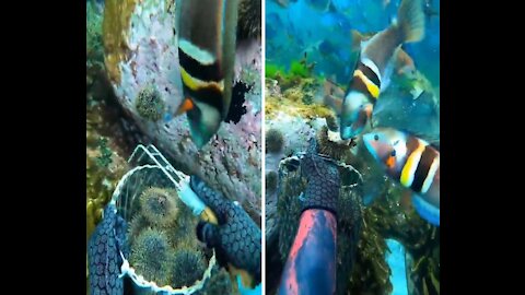 ATTACKED BY FISH WHILE COLLECTING SEA-URCHIN