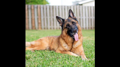 What will a German Shepherd do when he sees you sleeping?