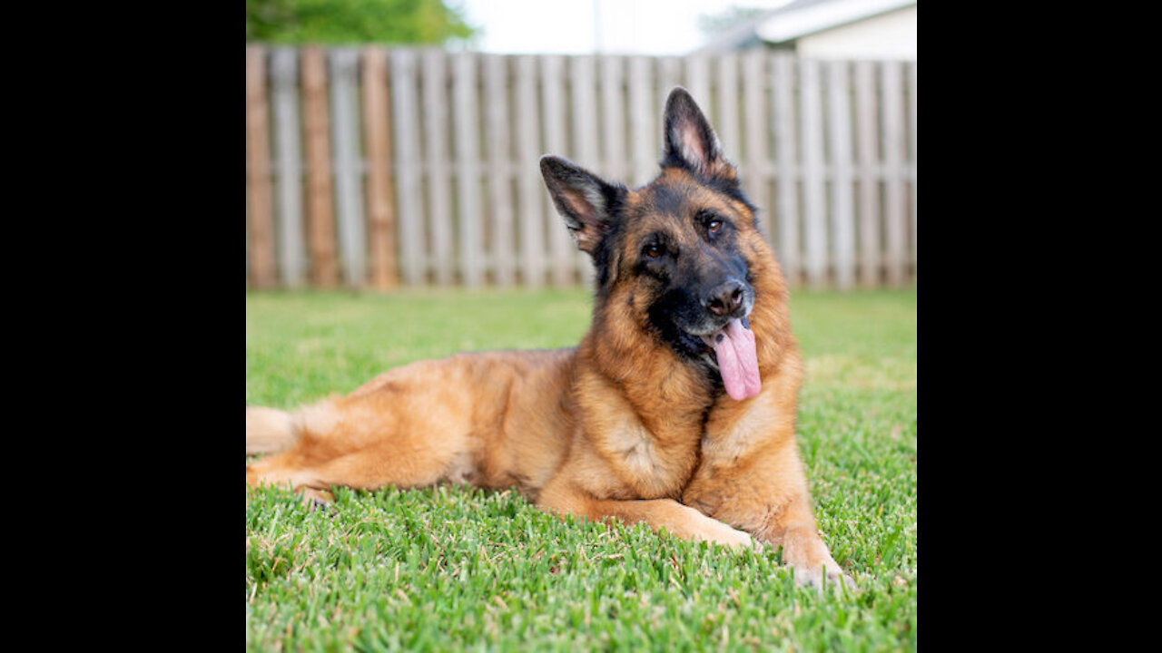 What will a German Shepherd do when he sees you sleeping?