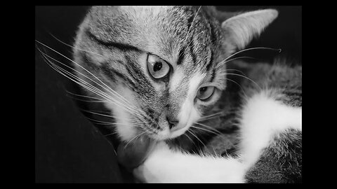 Cat Photography