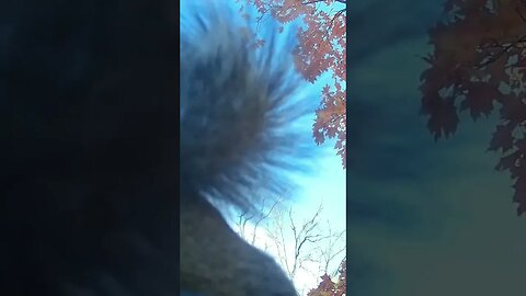 Squirrels in the Fall #squirrels