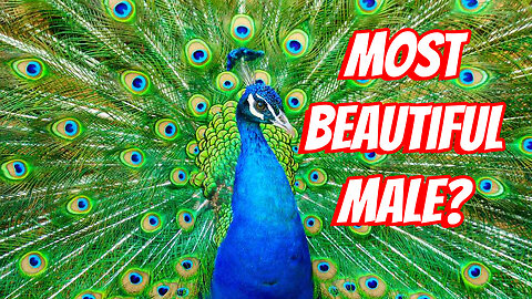 The Most Beautiful Flightless Bird!