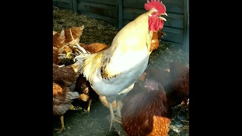 #rooster #homesteading #homestead #farmanimals #farm #goodmorning
