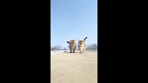 cats run slow motion