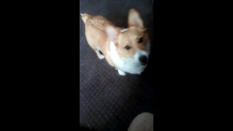 Corgi play time #3