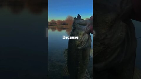 Smile #fish #getreel #catchingfish #fishing #bass #bassfishing #bassfish #fishingvideo #sport