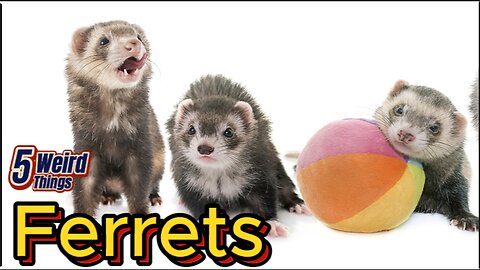 5 weird Things - Ferrets (Sweetest rat ever!)