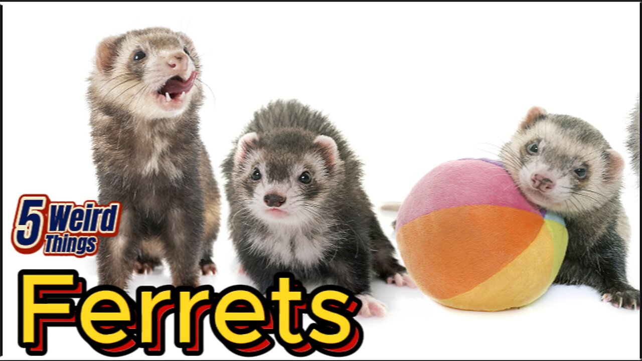 5 weird Things - Ferrets (Sweetest rat ever!)