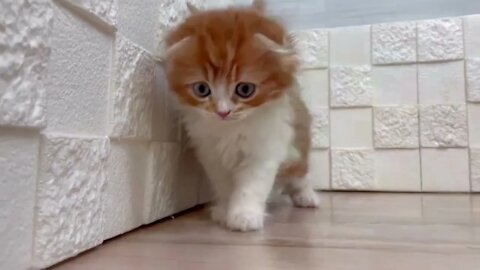 Funniest Dogs And Cats Videos Hub - Best Funny Animal Videos 2023