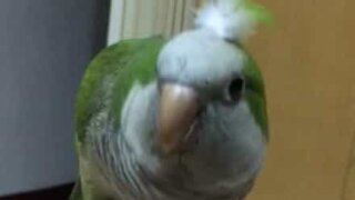 Cet oiseau est un beatboxer hors pair