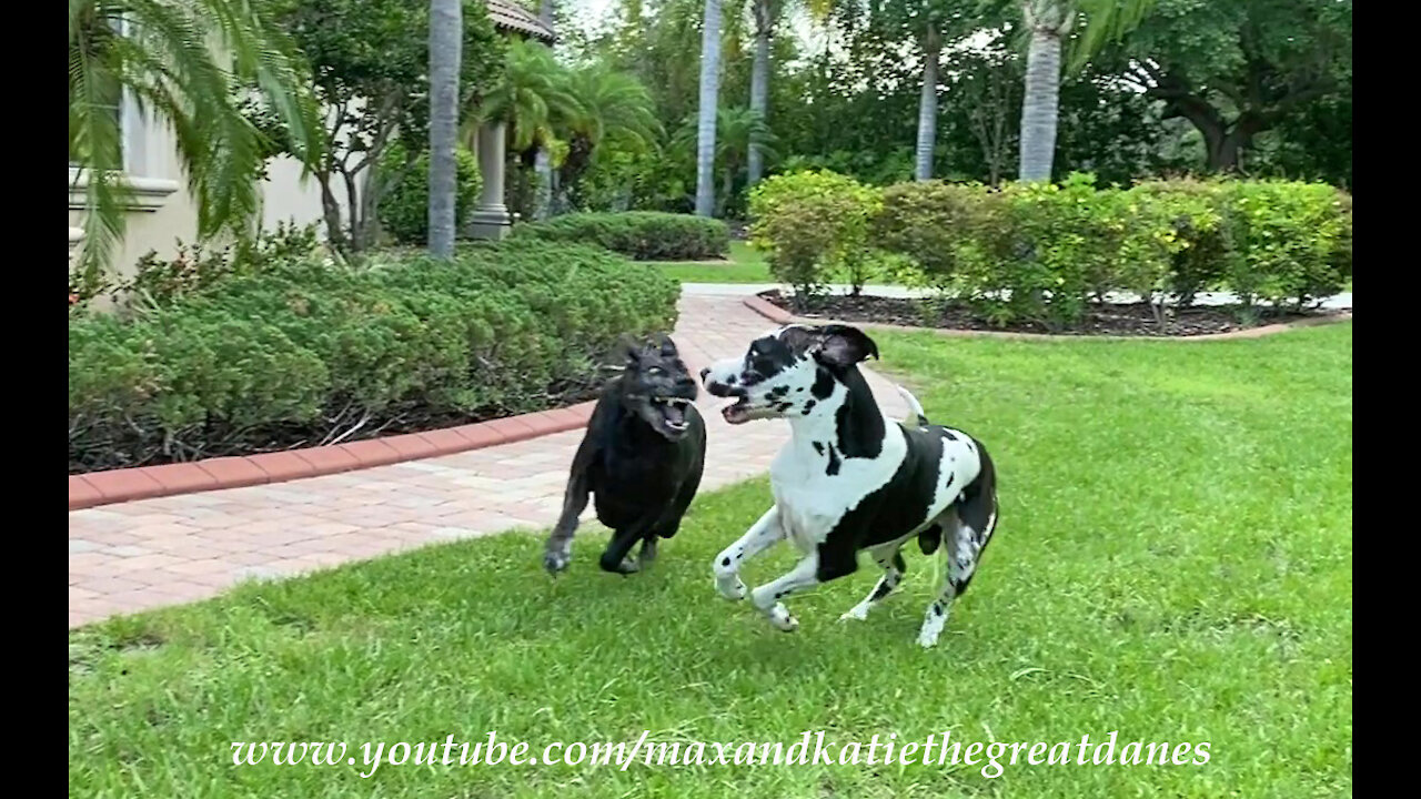 Great Danes argue over newspaper delivery responsibilities