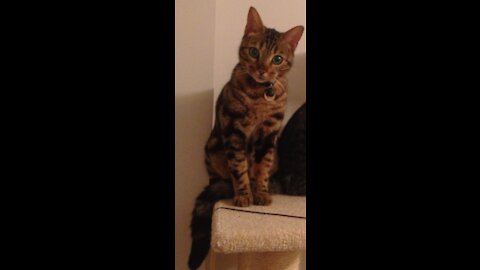 Bengal cat plays fetch