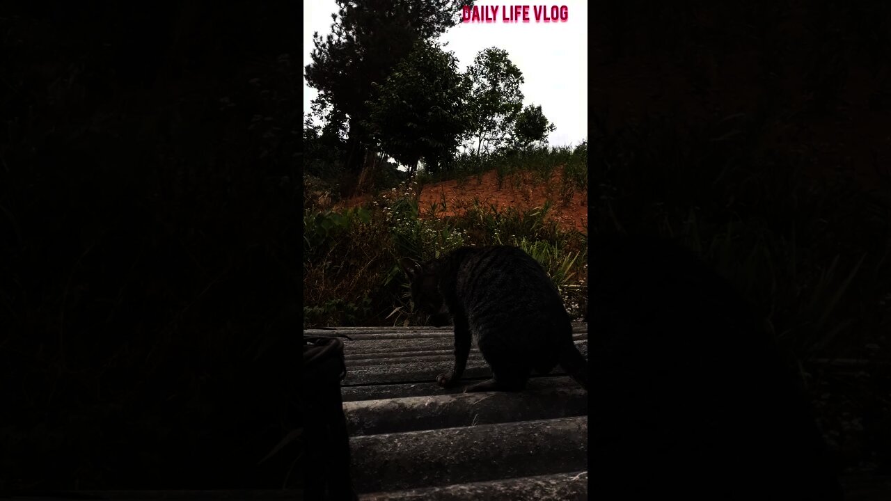 my beloved cat on the roof