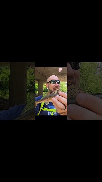 Ohio creek wading for a sauger bite!