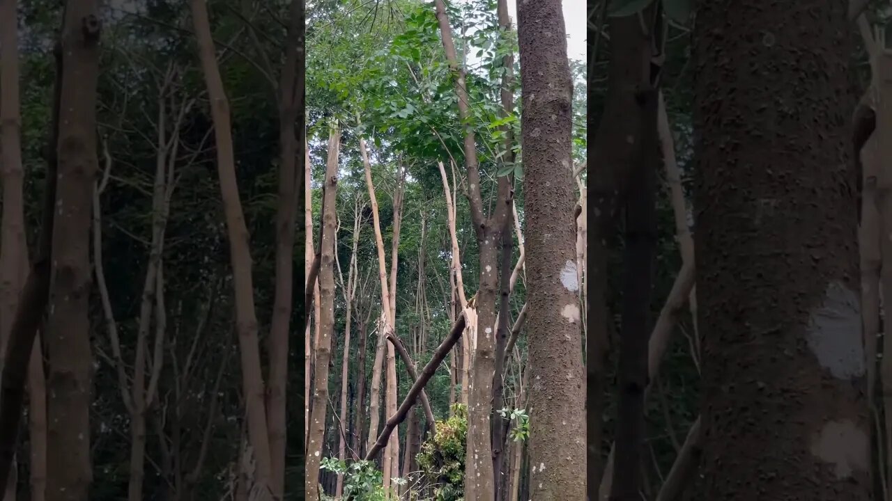 កៅស៊ូបាក់ច្រើន