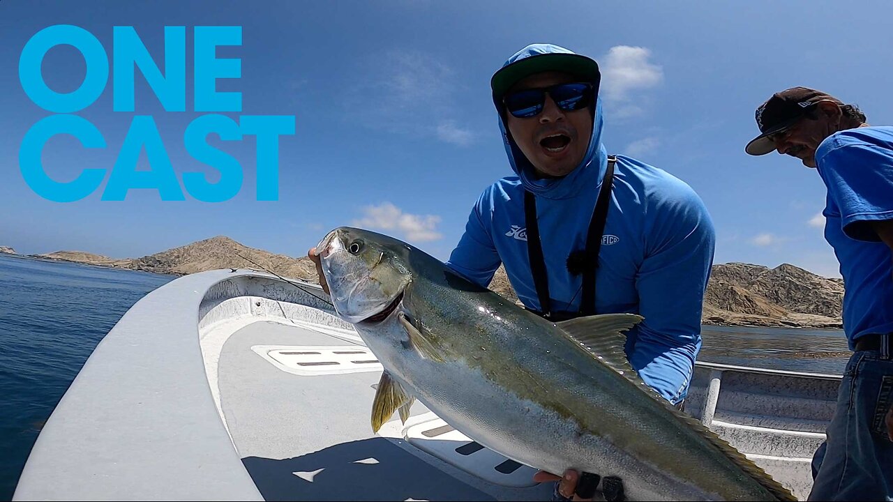 Yellowtail on the swimbait!! | WARBAITS | ONE CAST SERIES
