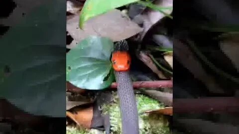 Incredible moments in the wild