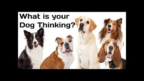 Dogs - How to know what your Dog's thinking? (Part 2)