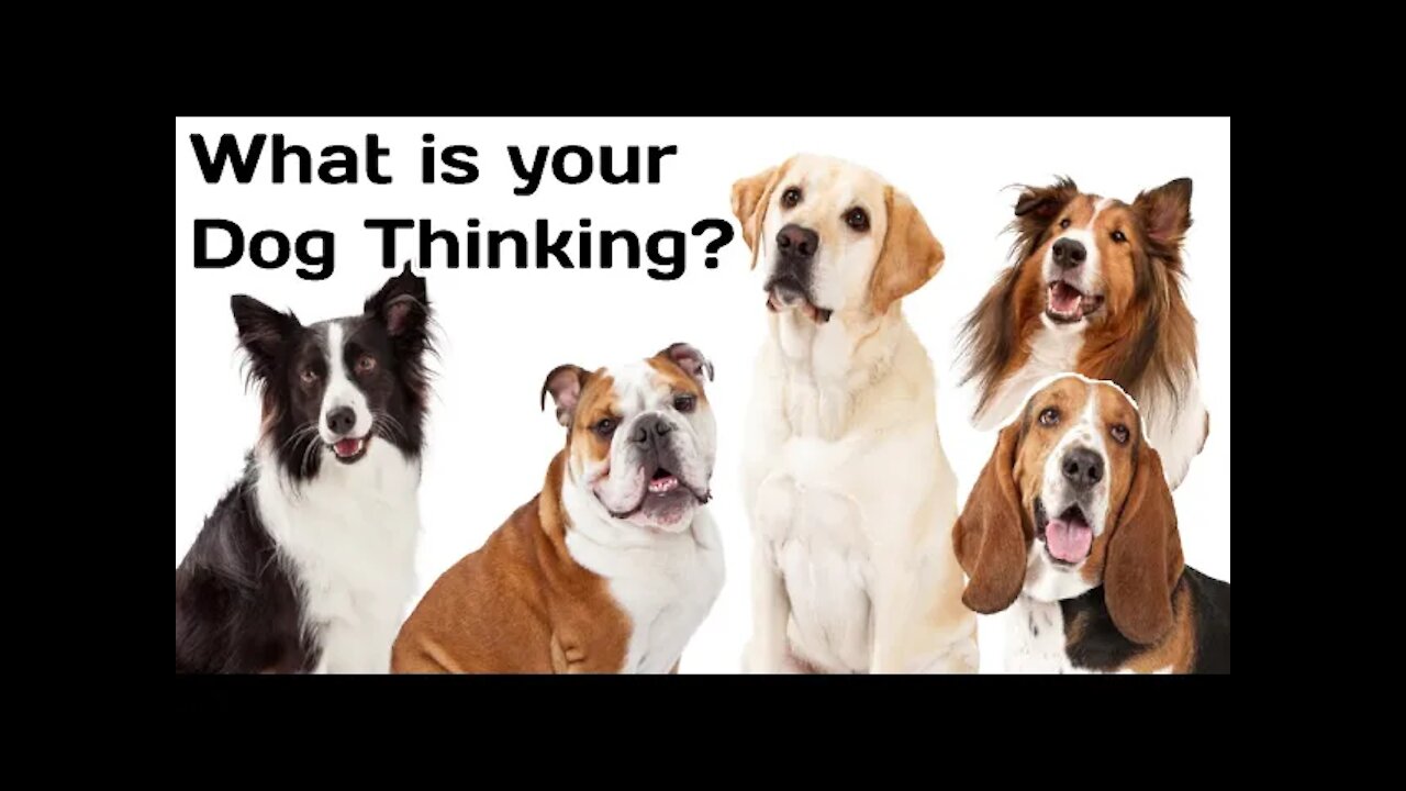 Dogs - How to know what your Dog's thinking? (Part 2)