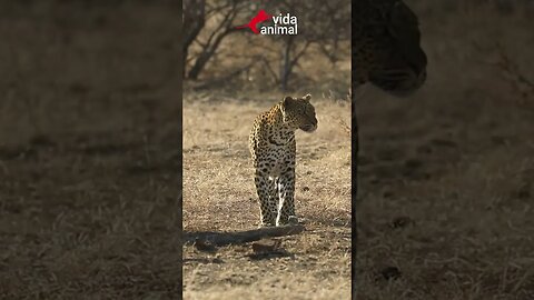 LEOPARDO GULOSO SOLTA JAVALI PARA PEGAR OUTRO - VIDA ANIMAL #vidaselvagem #leopard #warthog