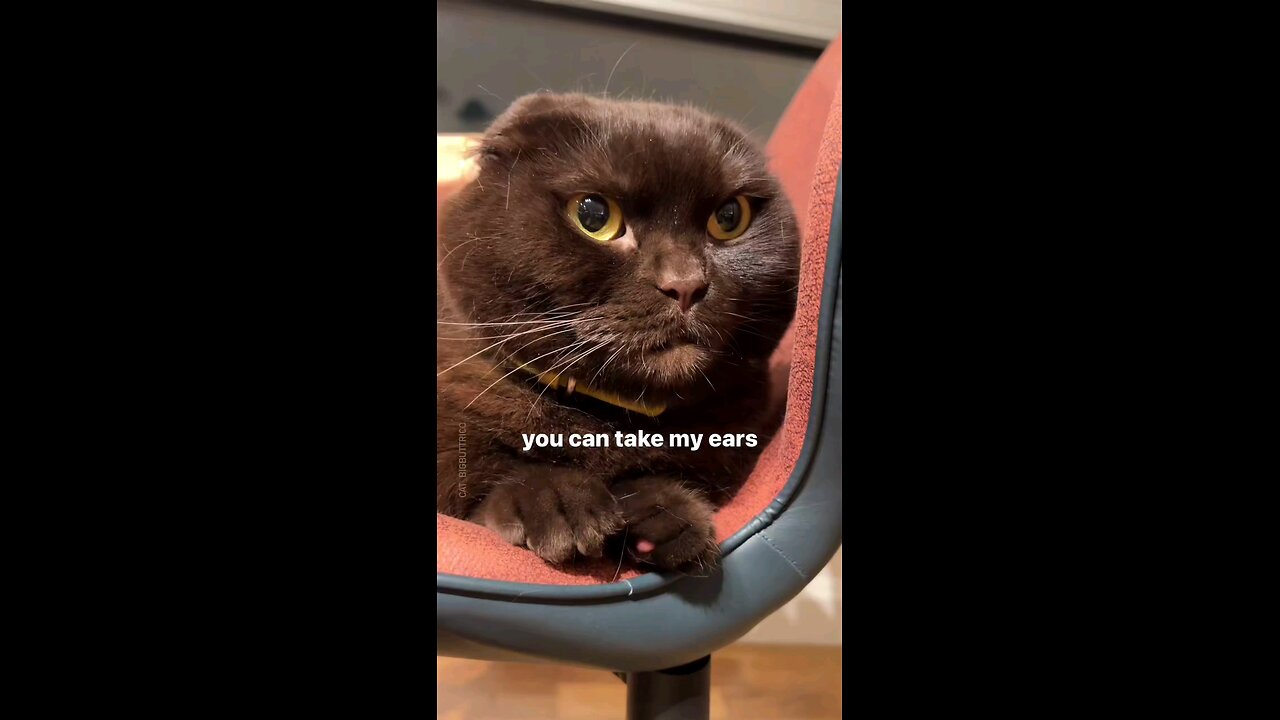You Can Take My Ears