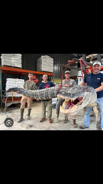 Alligator Swallows Old lady