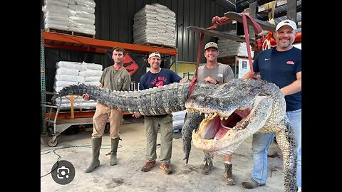 Alligator Swallows Old lady