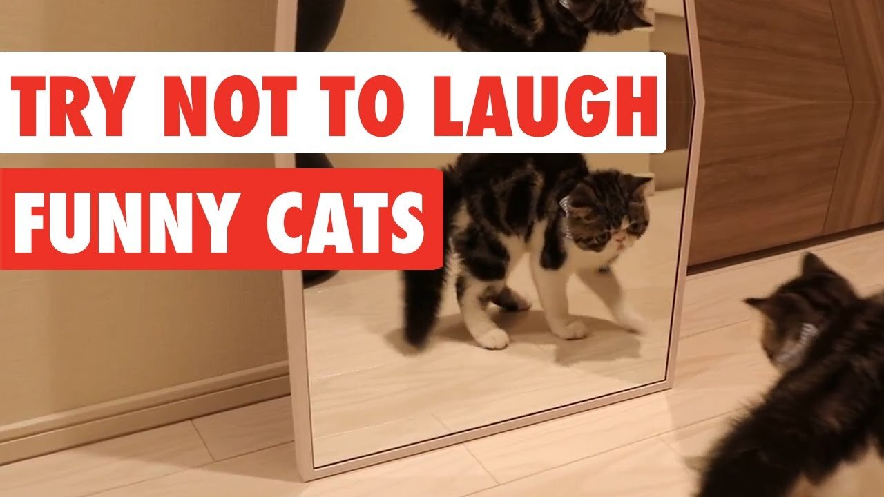 Trying Not To Laugh Laughing Cat Video
