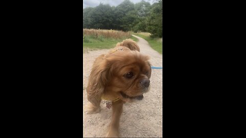 Cutie Cavaliers