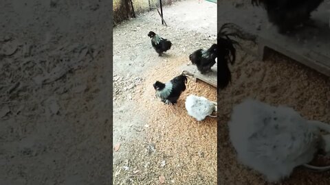 Good morning Silkies 13th October