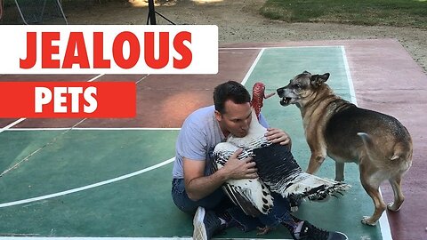 🐶WATCH: The Ultimate Jealous Pets Compilation: Funniest Pets Videos
