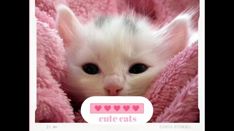 Funny and cute cat compilation