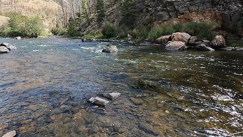 Stream full of trout!