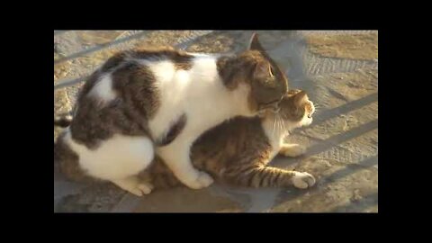 Funny Cats That Will Make You Laugh All Day Long 😂