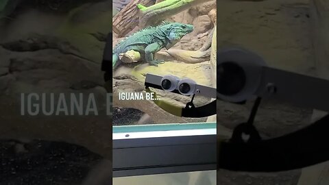 Iguana be ... #puppet #puppets #snarkypuppets #lizard #zoo #fyp