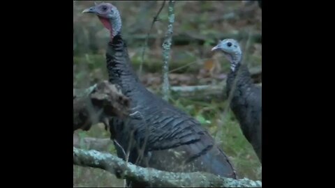 turkeys